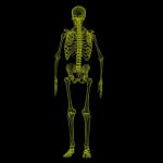 human-skeleton-1813086_1280