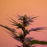 robert-nelson–CDNBtuiQYE-unsplash