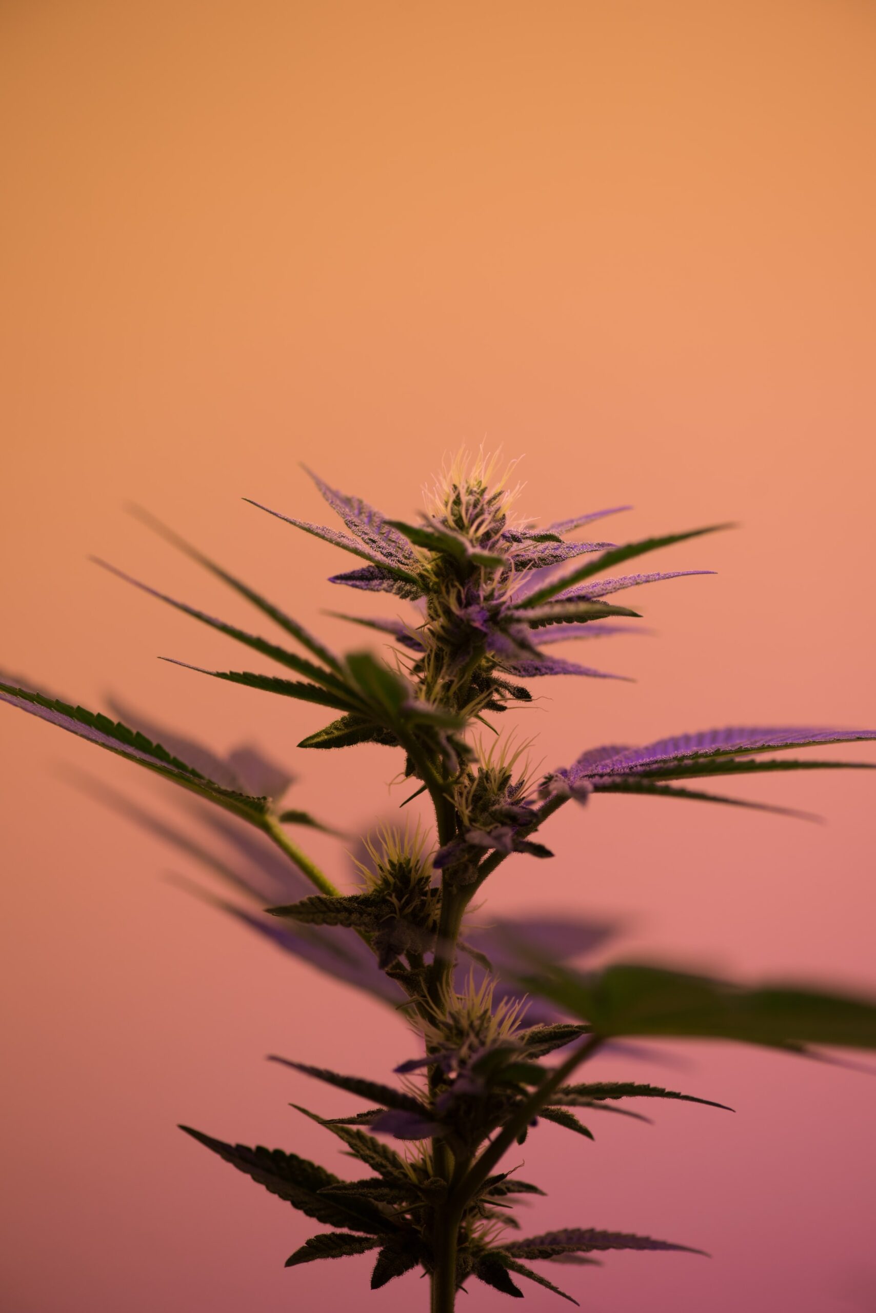 What Can You Expect from a Medical Cannabis Clinic: